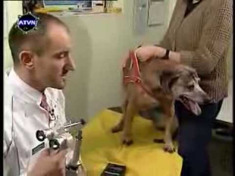 Animal Geriatrics - Ophthalmology Part 1 (2)