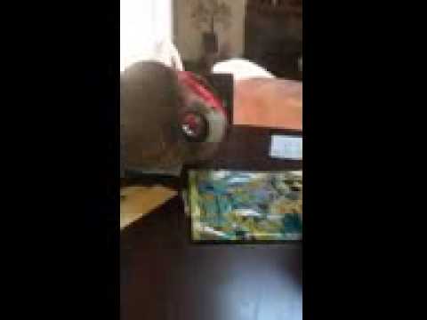 My cat takes paper towel roll from mom 1