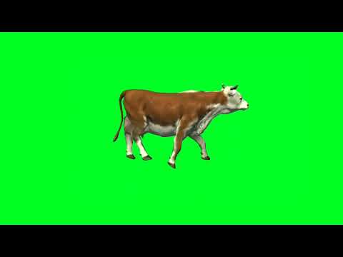 Cow walkcycle test lowpoly green screen