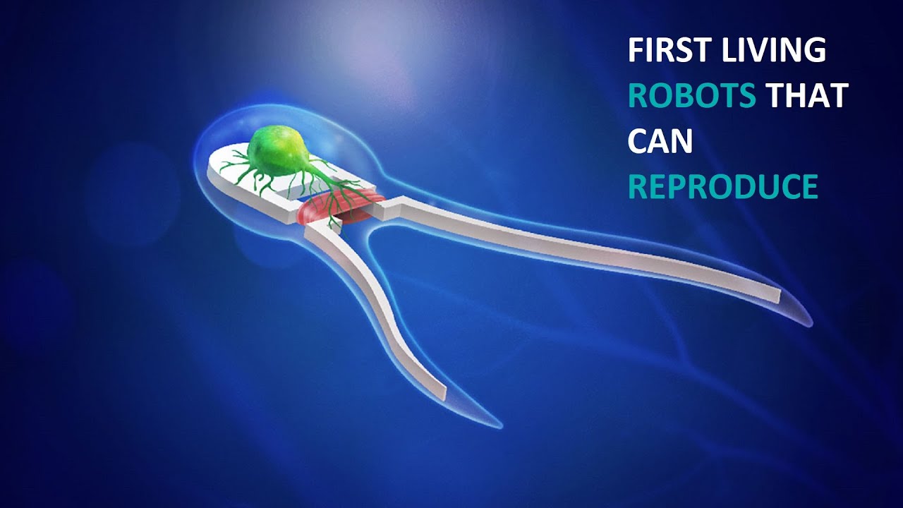 XENOBOTS 3.0 | Self-Replicating Tiny Robots