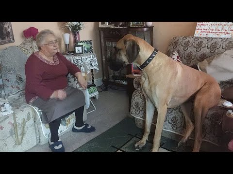 Great Dane Dog will have you Rolling On the Floor Laughing 😂