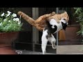 Epic Cat Fights Of 2024 The Fur Flies In This Hilarious Compilation