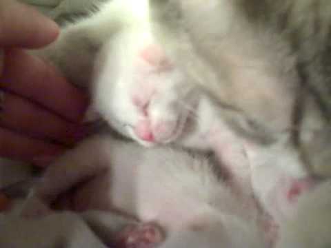 New American Bobtail Kittens