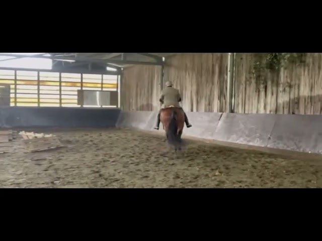 Hongre Ispano Lusitanien d'&eacute;levage