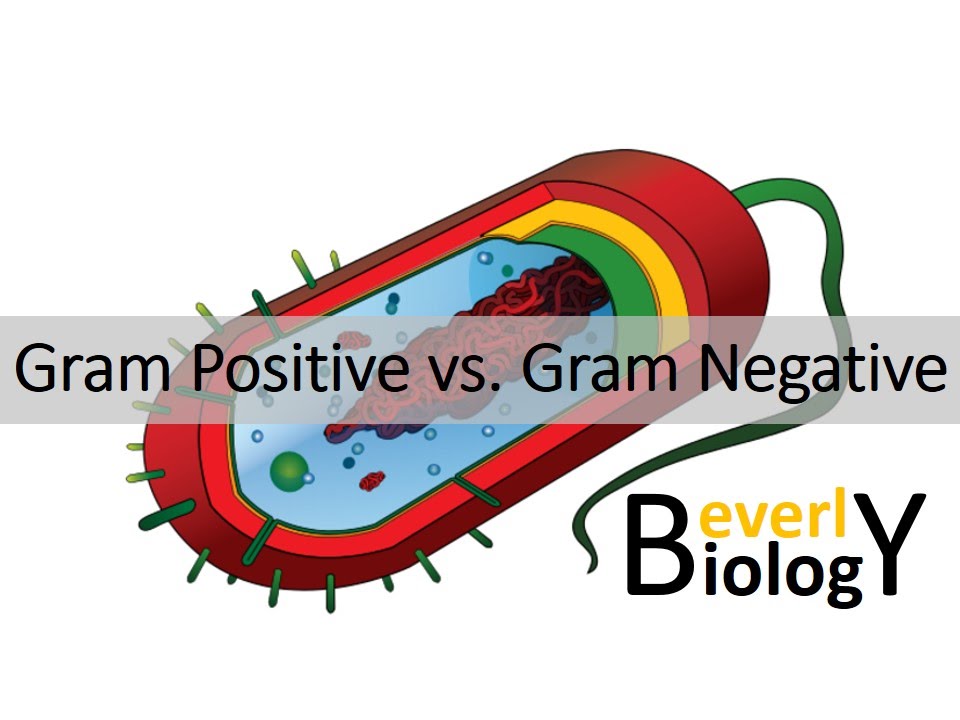Gram Positive vs. Gram Negative Bacteria