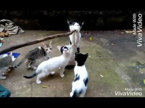 Cat singing Shape of you