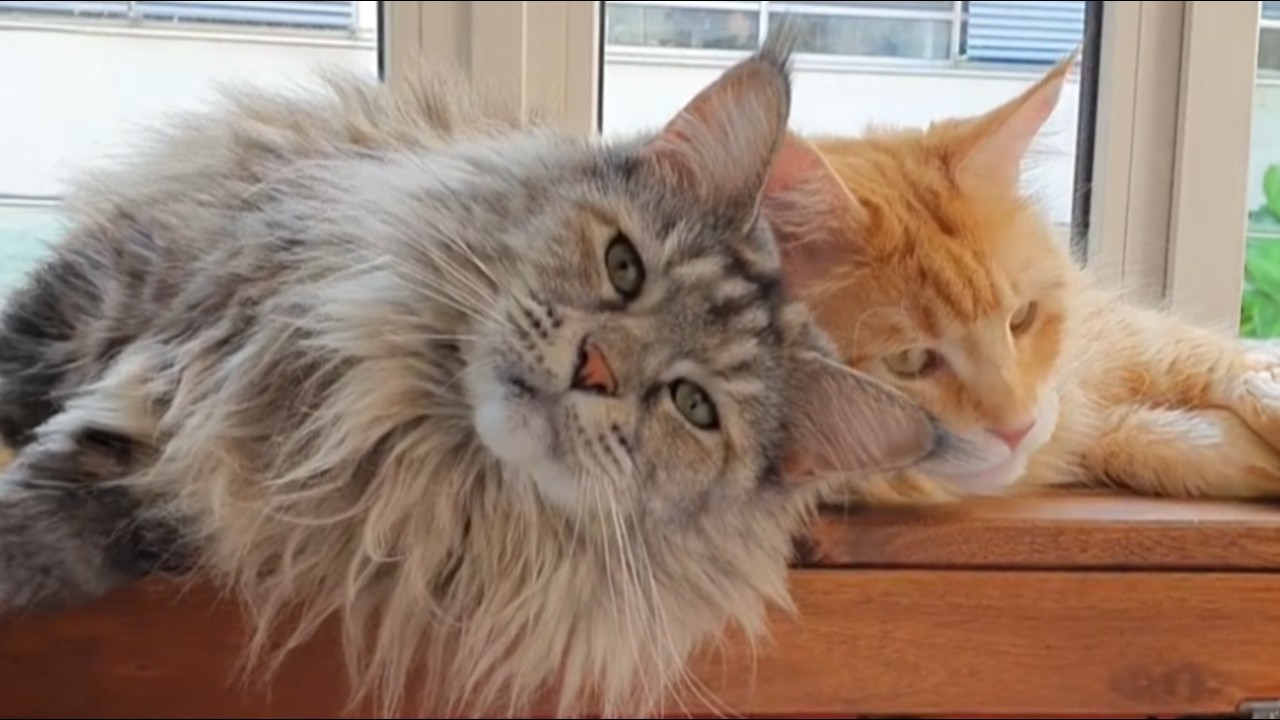 Nobody Could Separate These Two Kittens  4 Years Later They're 34lbs of Maine Coon — and Still Insep