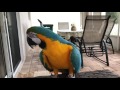 Blue Gold Macaw Talking Up A Storm