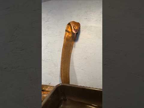😱 This Is How The King Cobra Roar 😬