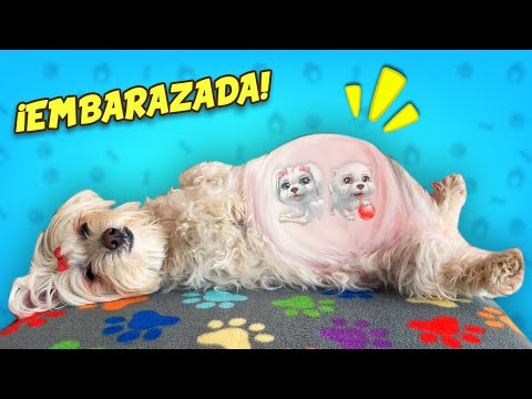 Perrita Dasha EMBARAZADA en la vida real con Anima Dogs / Vídeos de perritos