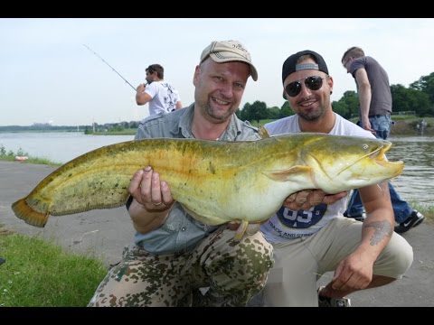 Matze Koch: Waller mit der Spinnrute? - Matzes Mätzchen 06-2016