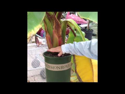 Cutting Back a Banana Plant