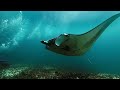 Sounds From The Ground - Stampede - Komodo Diving Unofficial Video