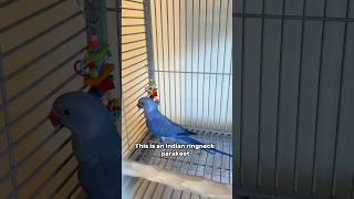 Why is this Ringneck Parakeet so shy? normal