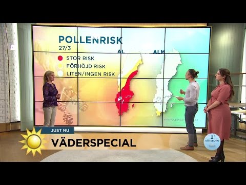 Väderspecial - så ser pollenprognosen ut - Nyhetsmorgon (TV4)