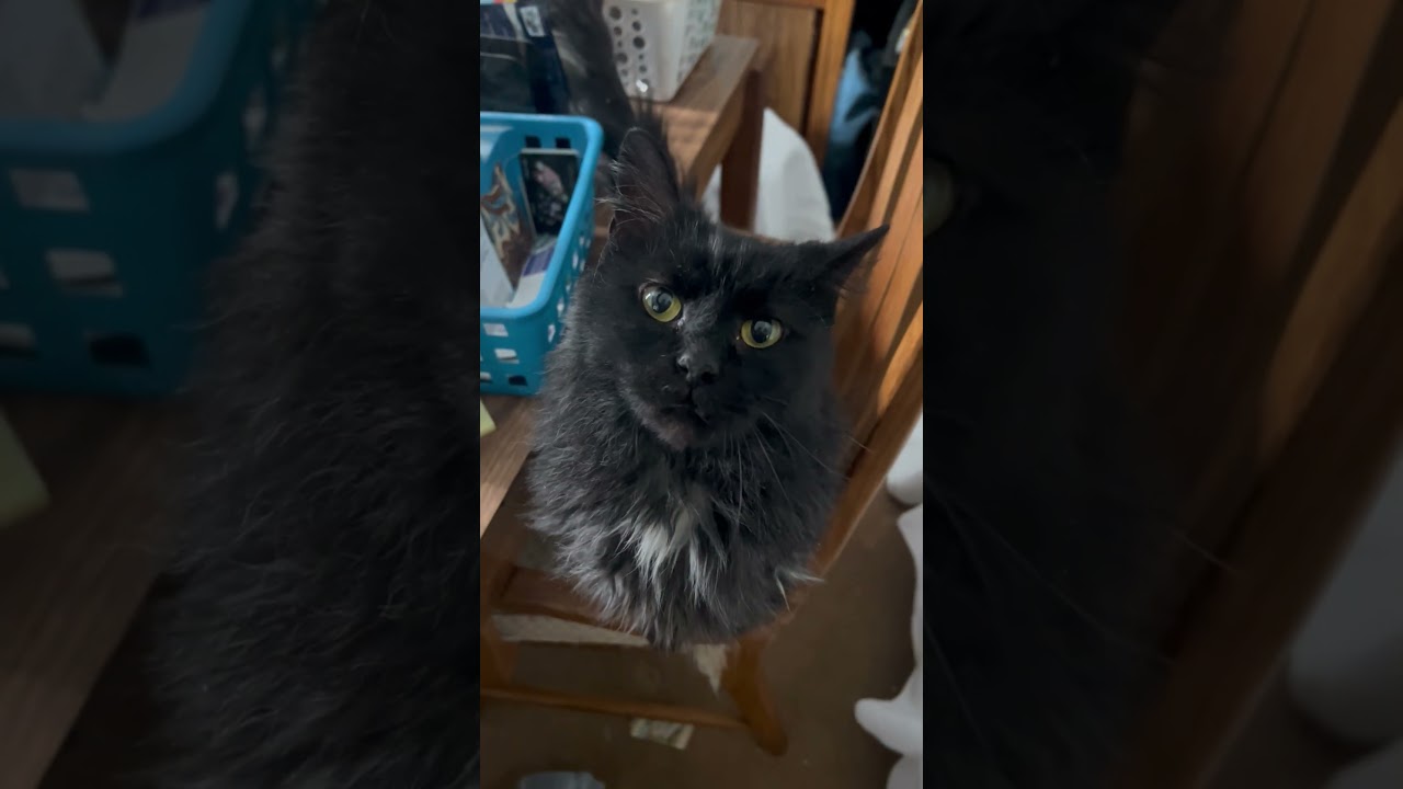 Enlarge Hilary (Hilly), a Adoptable American Shorthair in Rochester, NY video 3/3