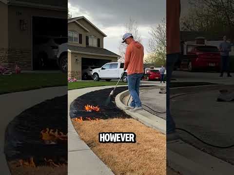 Why Did This Man Burn His Lawn? 🔥🌱 You Will Be Surprised Why! 😲
