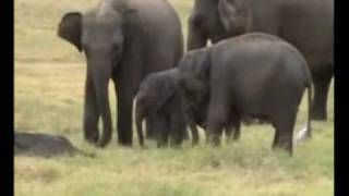 preview picture of video 'Heritance Kandalama Excursion - Minneriya Elephants'