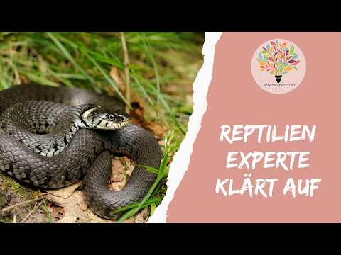 Experte klärt auf: Reptilien im Garten richtig fördern - Gartenexpedition #naturgarten #reptilien