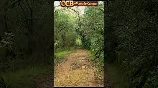 HINO 172 CCB - Um Culto Santo ao Senhor | CCB Vozes do Campo #shorts