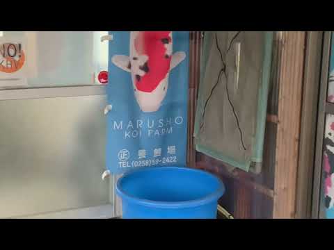 Masters of Nishikigoi #2 - Marusho koi farm