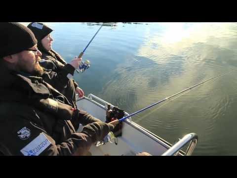 Kuinka heittoperhoja uitetaan?