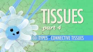 Tissues, Part 4 - Types of Connective Tissues: Crash Course A&P #5
