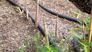 Bamboo Grove - Contained, Root-trimmed, One Year