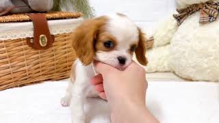 キャバリアの動画01