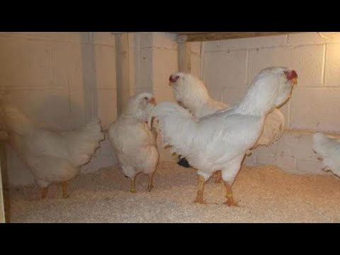 QUSCULUQLA BAGLI SUALAR