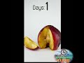 Apple Decomposing with The Time Lapse | apple timelapse in 11 Days | Fruit Decomposition in lapse