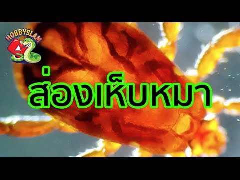 คลิกเพื่อดูคลิปวิดีโอ