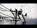 Alter Bridge - Crows On A Wire (Subtítulos Español)