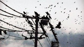 Alter Bridge - Crows On A Wire (Subtítulos Español)