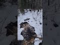 Little River Running Trough The Finnforest