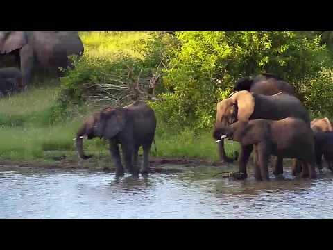 Djuma: Elephants get a short drink - 17:57 - 02/02/2020