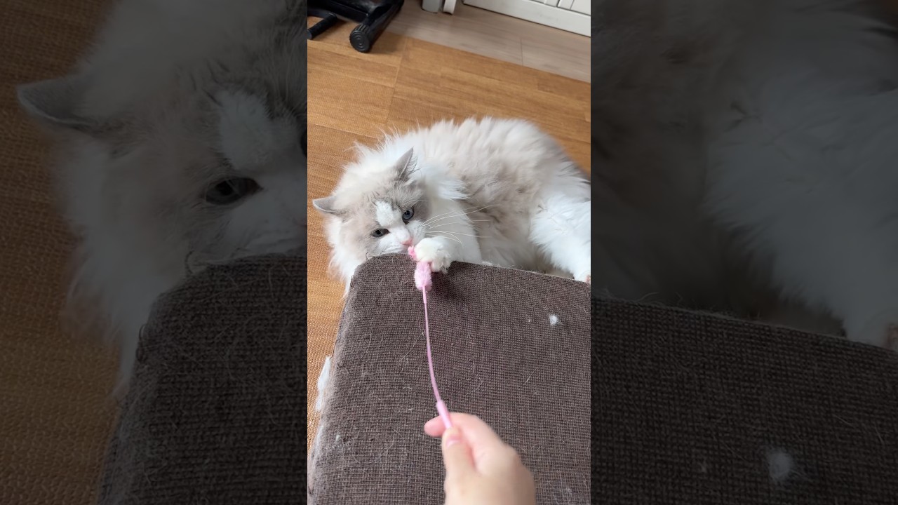 ゴロゴロしながら遊ぶ猫#ラグドール #巨大猫