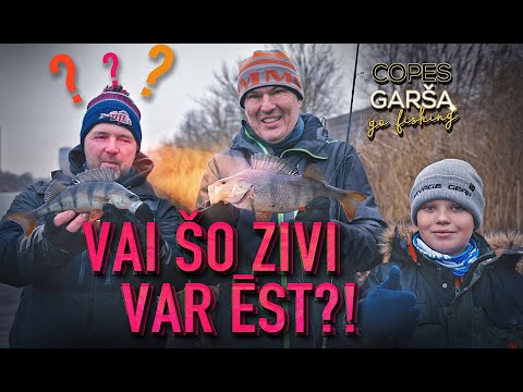 COPES GARŠA  - VAI LATVIJĀ 🇱🇻  ĶERTĀS ZIVIS VARAM ĒST😋🍴 ?!