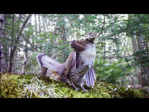 Ruffed Grouse Displaying and Drumming