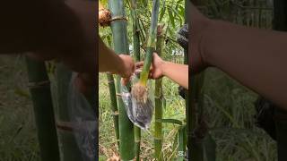 Download lagu The Most Easty Method To Make Bamboo Saplings #farming #educational mp3 Download lagu The Most Easty Method To Make Bamboo Saplings #farming #educational mp3