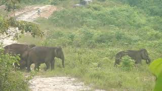 Sumatran elephants Mutiara and Ginting travel with their herds