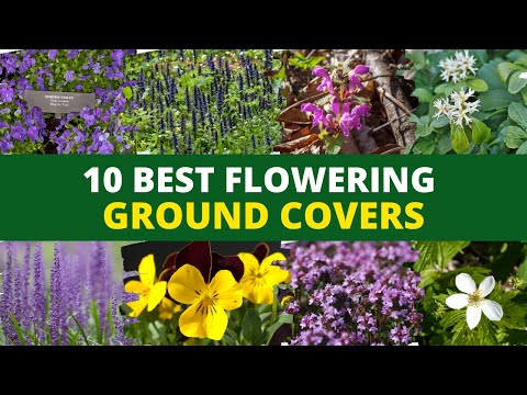image-What is the best ground cover for a garden?