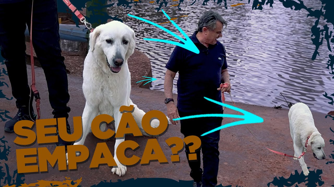 SEU CACHORRO NÃO GOSTA DE PASSEAR? Resolva em 5 passos!
