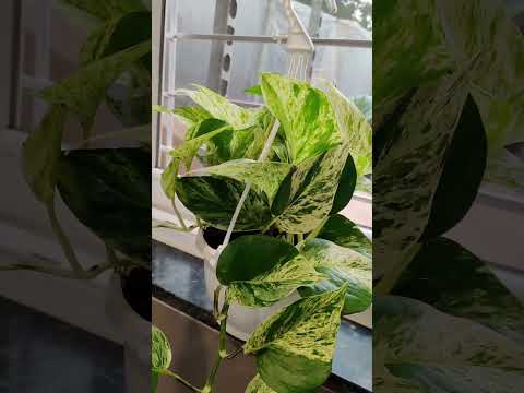 Marble Money Plant In Hanging