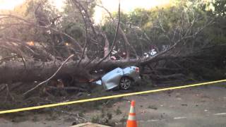 Pine Tree Flattens Car Downtown
