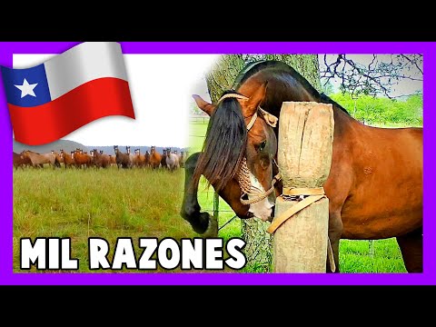 The Callanas A THOUSAND REASONS