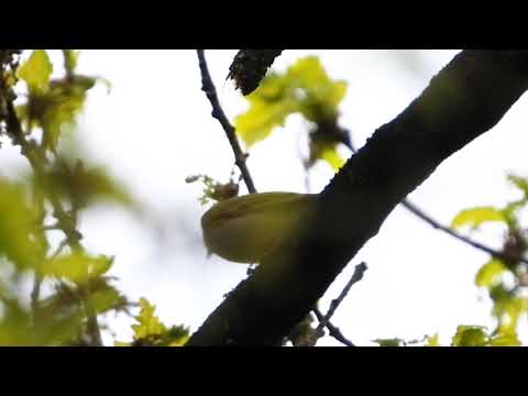 Kolibkár sykavý — Welsh oakwoods, Mallord štúdia, predácia sojkami