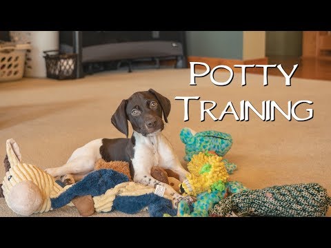 Potty Training - Potty Training Your New Puppy