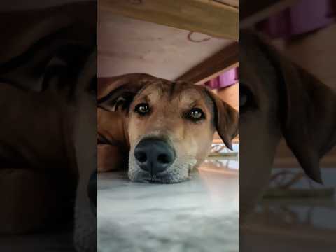 Pradipta's house #vola vala#happy#dog #love #funny