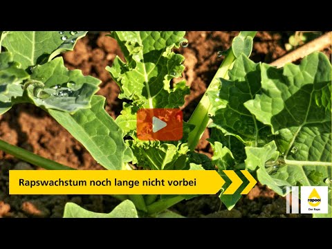 Rainer Raps: Das Rapswachstum ist noch lange nicht vorbei